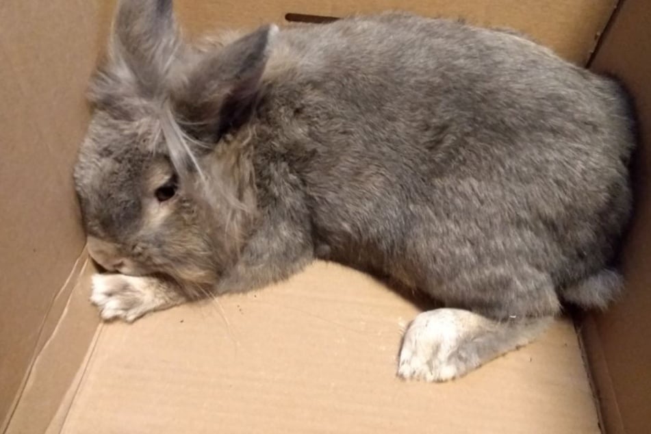 Das Kaninchen saß in einem Karton in der Tonne.
