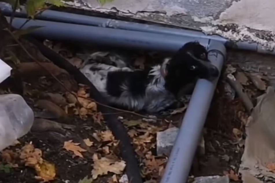 Was für ein Hundeblick: Der kleine Carson überzeugte sofort mit seiner Niedlichkeit.