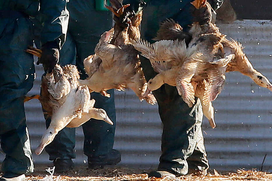 Gut 29.000 weitere Vögel müssen in Delbrück getötet werden. (Symbolfoto)