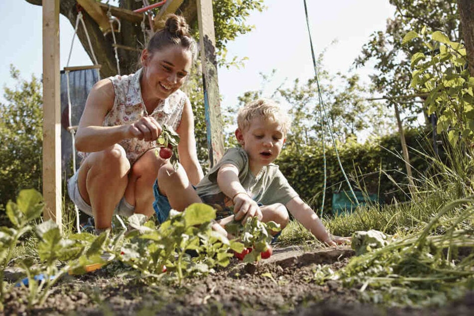 Reiche Ernte ohne Reue: Immer mehr Familien träumen vom Gärtnern im Einklang mit der Natur.