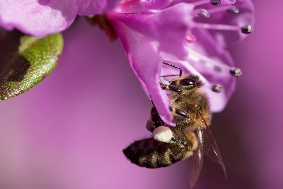 Ein ganzes Bienenvolk musste bereits ausgelöscht werden.