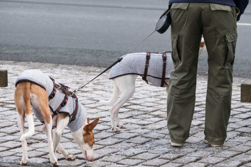 Hunde können mit einer Decke vor der Kälte geschützt werden.