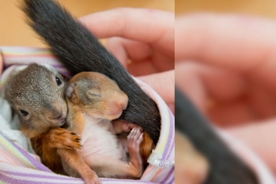 Eichhörnchen-Babys sterben oft, wenn ein Baum gefällt wird.