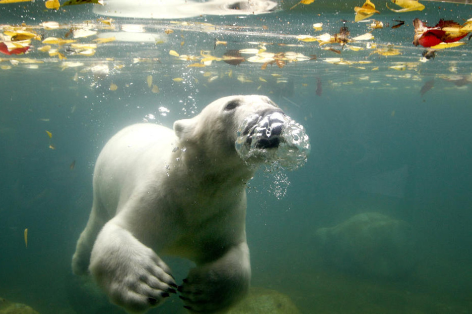 Das knapp zwei Jahre alte Eisbärmännchen Luka erkundet im Zoo das Wasserbecken seines Geheges.