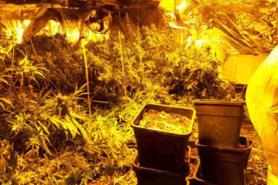 38 Kilogramm Marihuana entdeckten die Beamten im Horror-Haus.