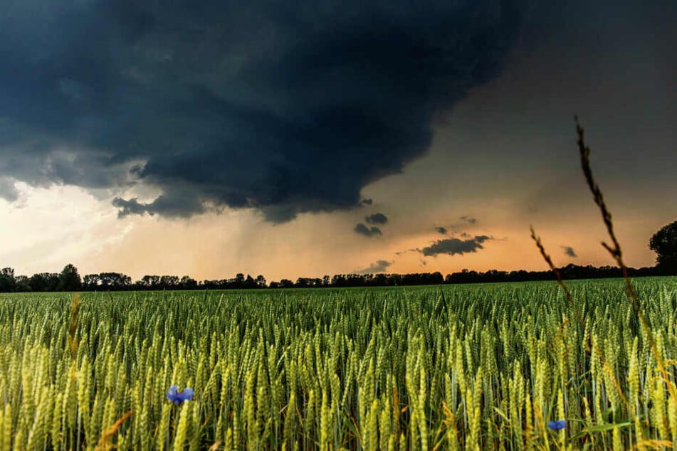 Apokalyptischer Anblick: Über einem Kornfeld in Mittelsachsen braut sich ein mächtiges Gewitter zusammen