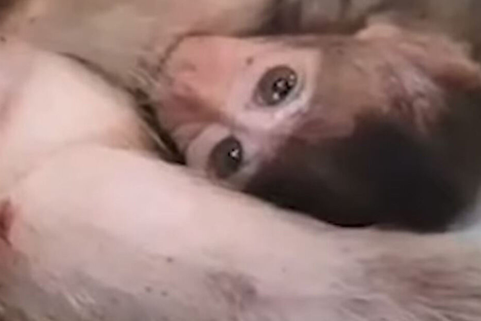 Das Baby-Äffchen hat nicht verstanden, was los ist.
