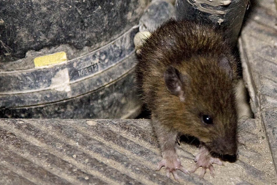 Wieviele Ratten es in Hessen gibt, weiß niemand (Archivbild).