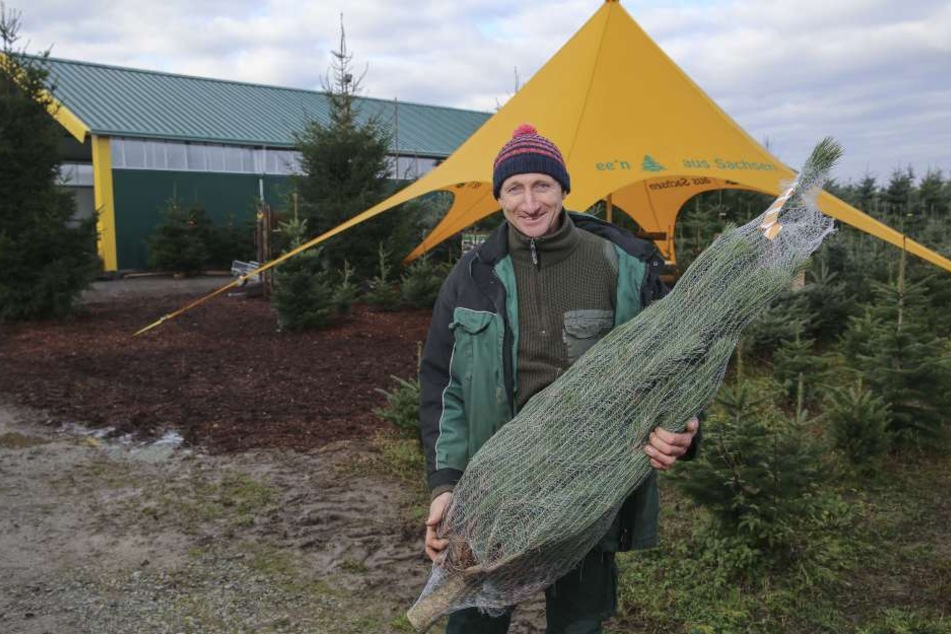 Baum-Experte Ulrich Kleinstäuber (47) weiß, wie der richtige Weihnachtsbaum aussieht.