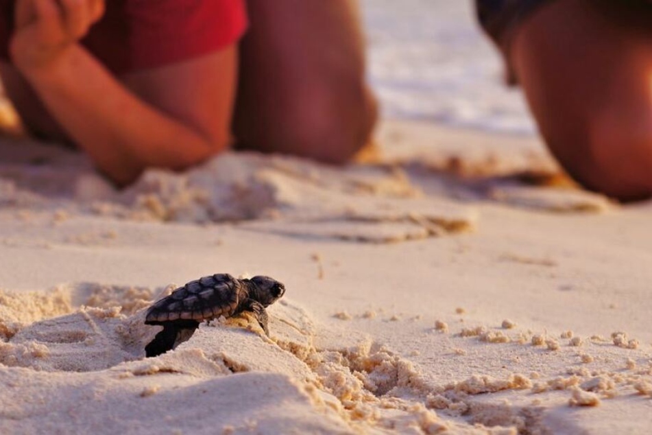 Schildkröten gelten in einigen Ländern als Delikatesse oder fallen Tierversuche zum Opfer.