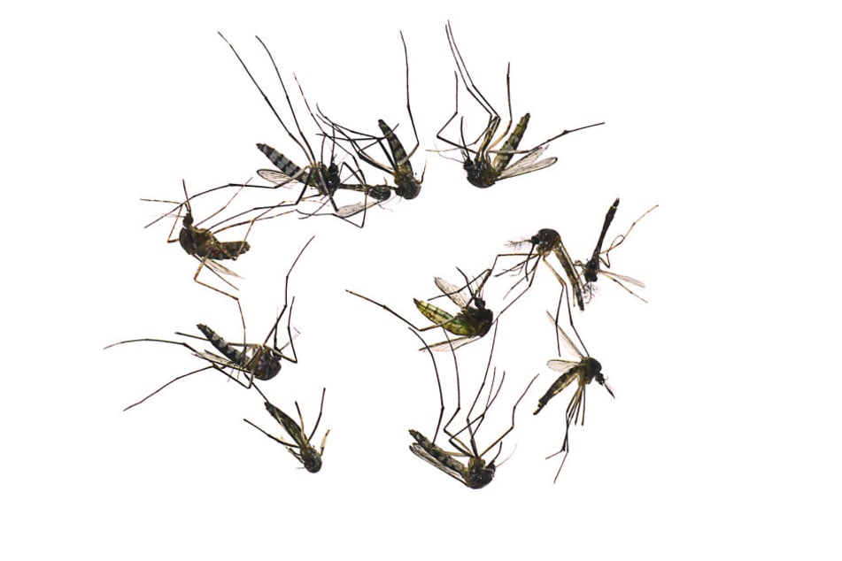 Moskitos sterben in seiner Nähe angeblich wie die Fliegen. (Symbolbild)