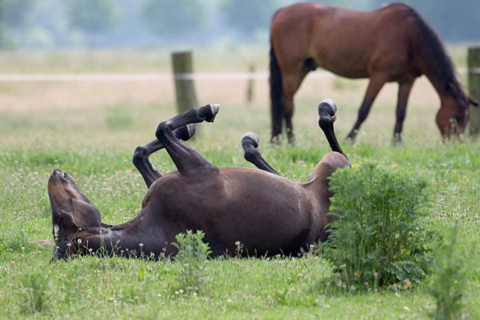 Die Pferde wurden auf ihrer Weide angegriffen (Symbolbild).