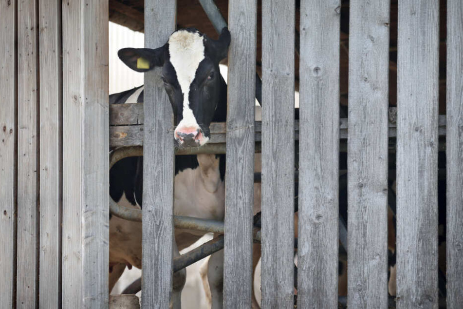 Eine Kuh in dem landwirtschaftlichen Großbetrieb in Bad Grönenbach streckt ihren Kopf durch die Holzlatten eines Stalls.