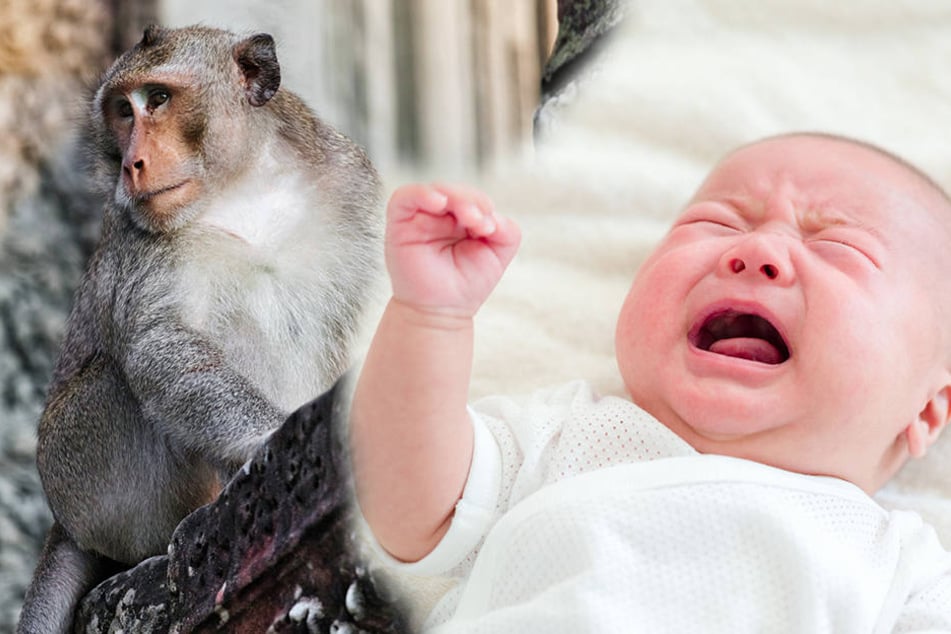 Ein Affe soll in Indien jetzt ein Baby "geklaut" haben.