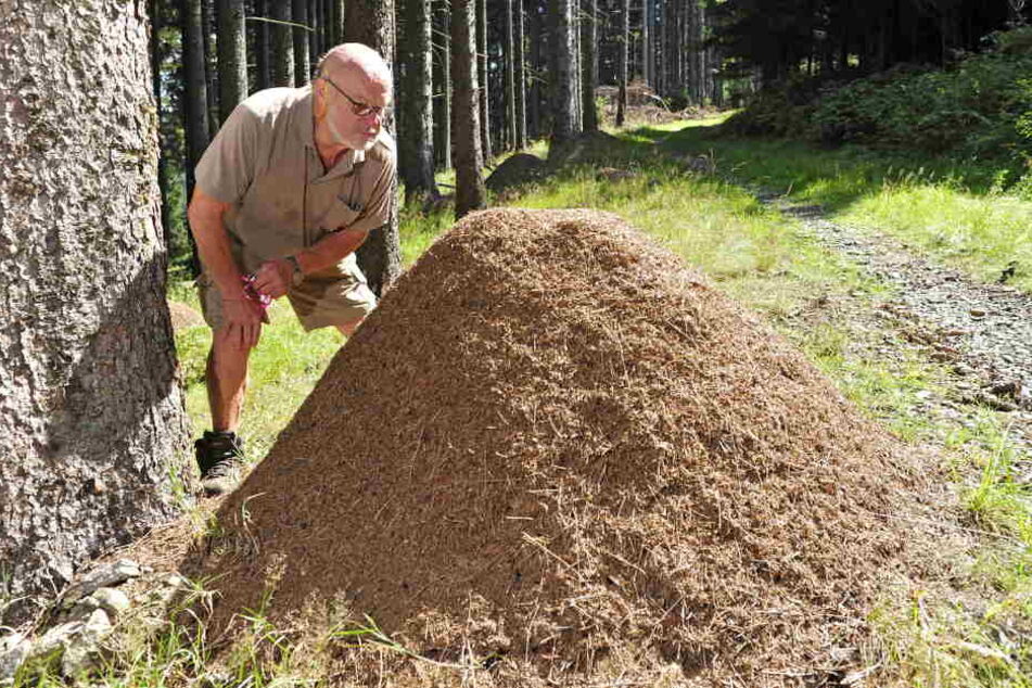 Wenn’s auf dem Hügel reichlich krabbelt, geht es auch dem Rest gut - sichtbar ist nur ein Fünftel des Baus.