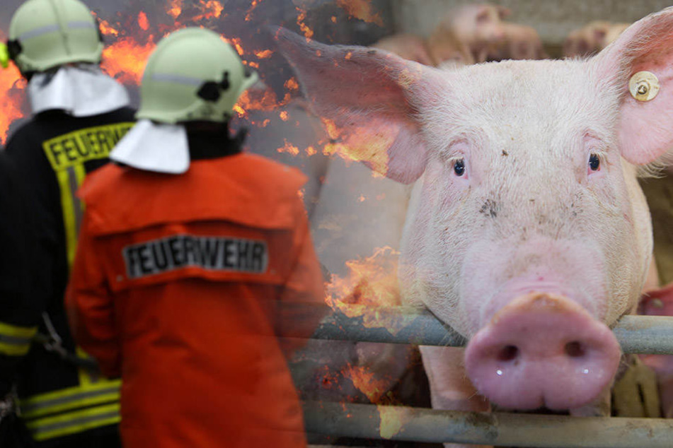 Einige Tiere konnte aus dem Feuer gerettet werden. Für unzählige Artgenossen kam jedoch jede Hilfe zu spät. (Bildmontage)