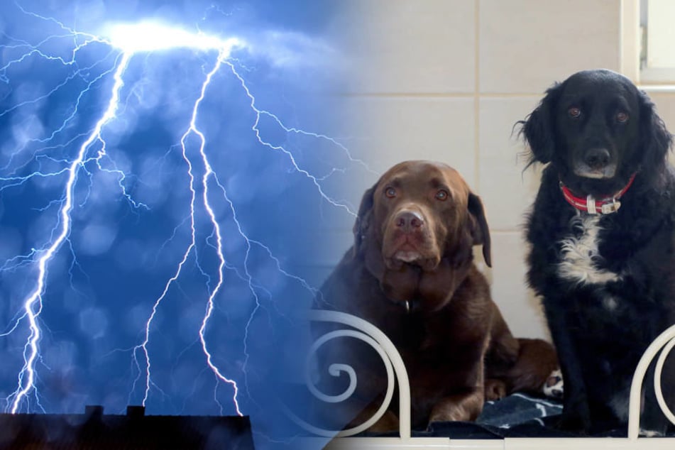 Zwei der Tiere konnten nicht mehr rechtzeitig befreit werden (Symbolbild).
