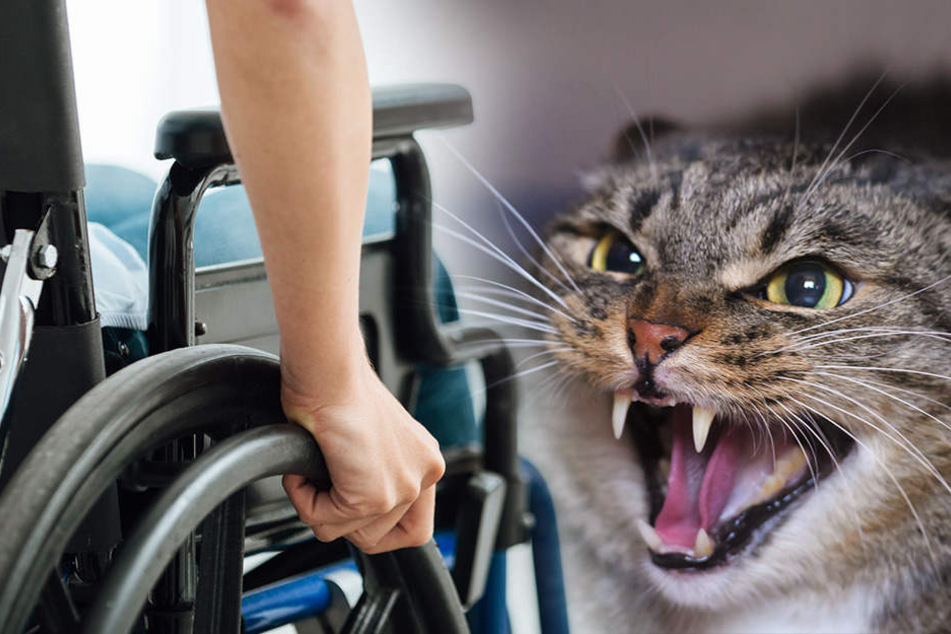Der 44-Jährige warf die Katze auf den Jungen im Rollstuhl.