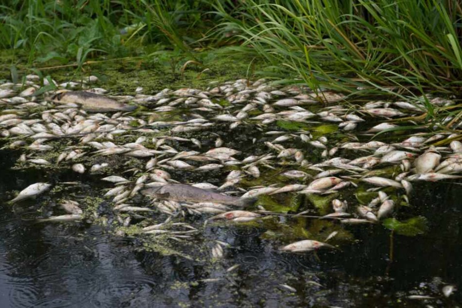 Warum es zu dem Fischsterben kam, wird aktuell untersucht. (Symbolbild)