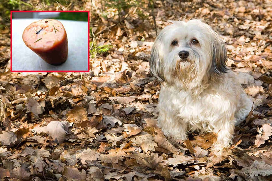 Ein Hundebesitzer konnte gerade noch verhindern, dass sein Hund so einen Köder fraß.