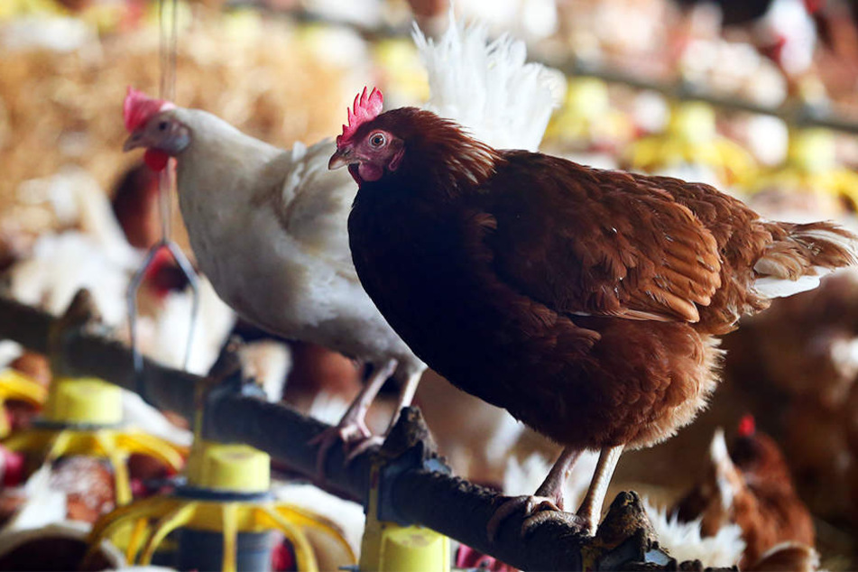 Hühner und sämtliches anderes Geflügel muss weiter im Stall ausharren.