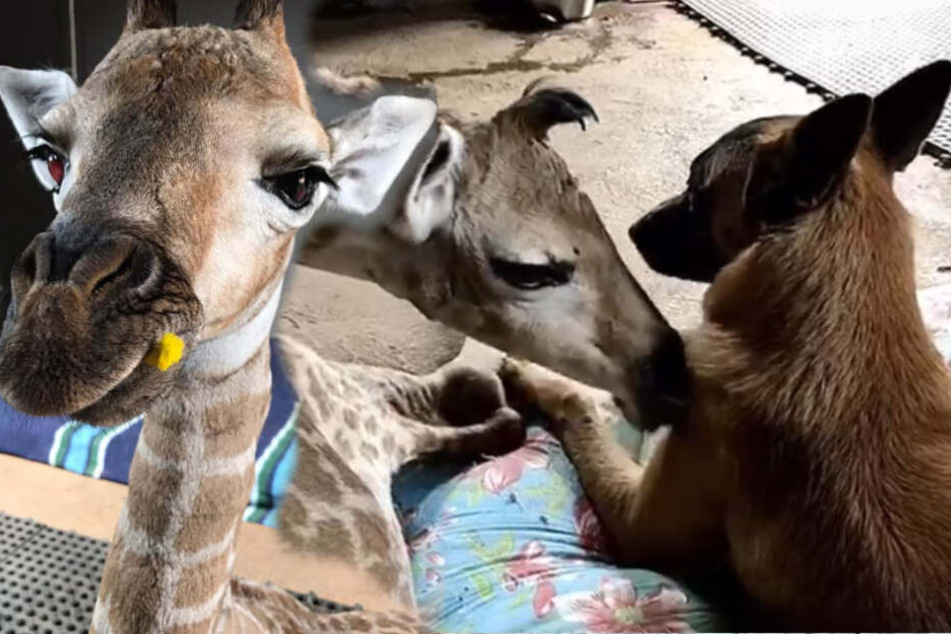 Familie weg! Hund freundet sich mit verlassenem Giraffenbaby an