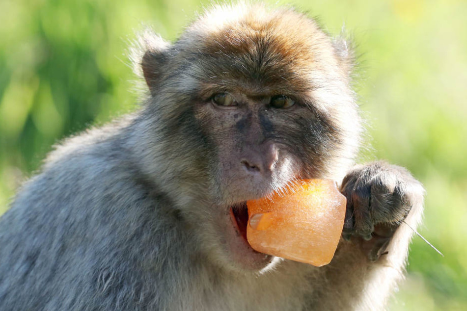 Bei extremer Hitze gibt's für die Zoo-Tiere auch mal ein Eis am Stiel (Symbolbild).