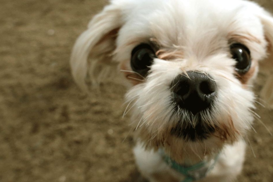 Wie kann man einem Hund das nur antun? So süß sind Malteser-Hunde (Symbolbild).