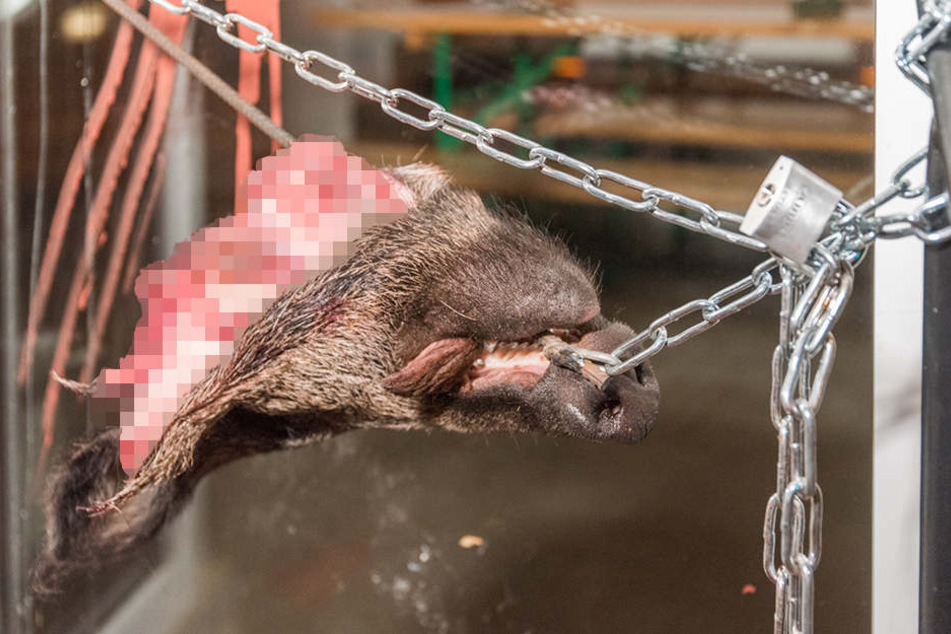Der Wildschweinkopf war mit einer Kette vor der Tür befestigt.