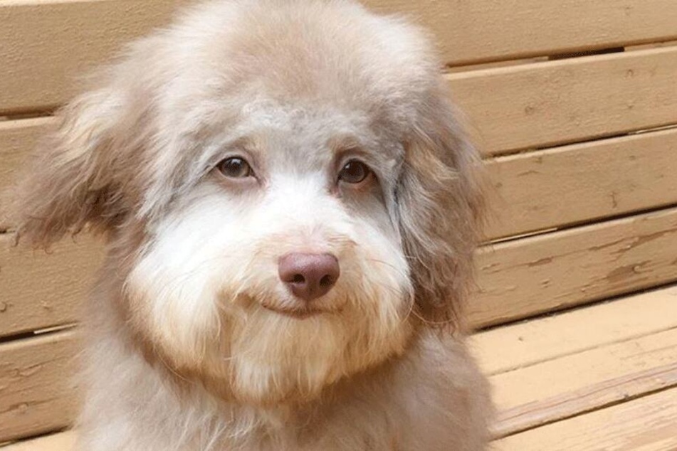 Mann mit Bart oder Hund? Für viele nicht ganz eindeutig...
