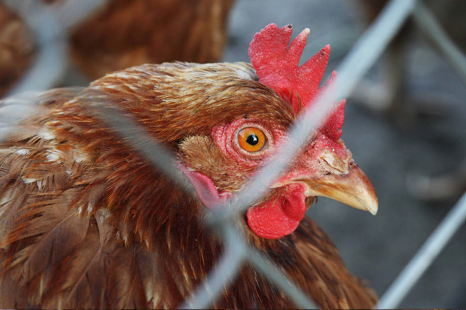 Als erstes Bundesland verordnet Sachsen jetzt die Stallpflicht für Geflügel. Grund: Vogelgrippe-Alarm!