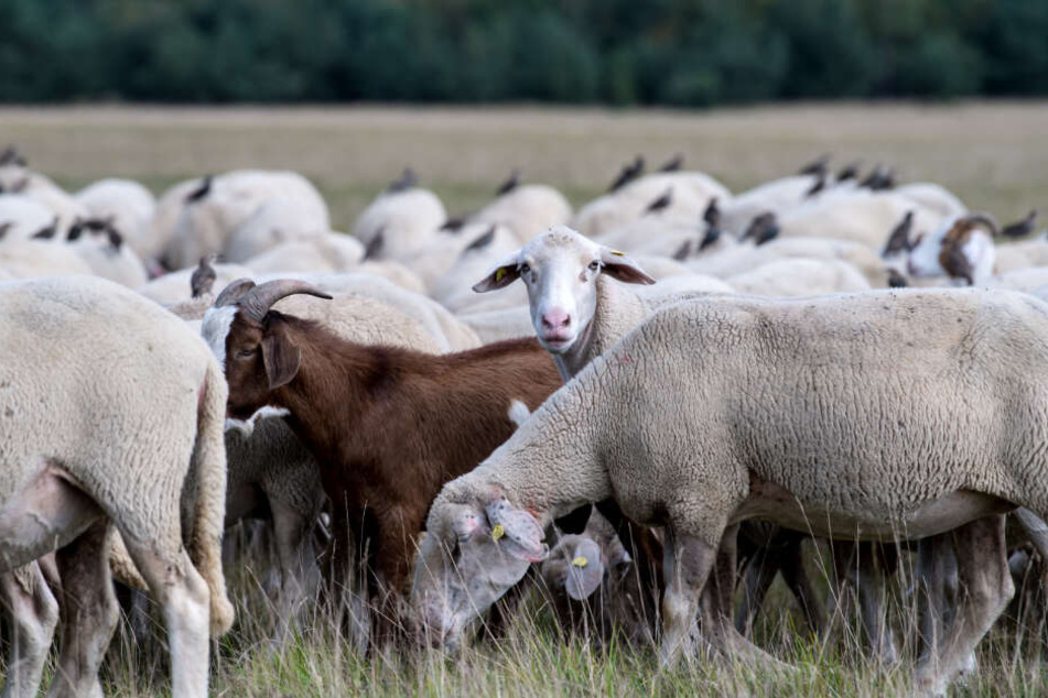 Der Besitzer der Schafherde fand das Tier übel zugerichtet in einem Gebüsch. (Symbolbild)
