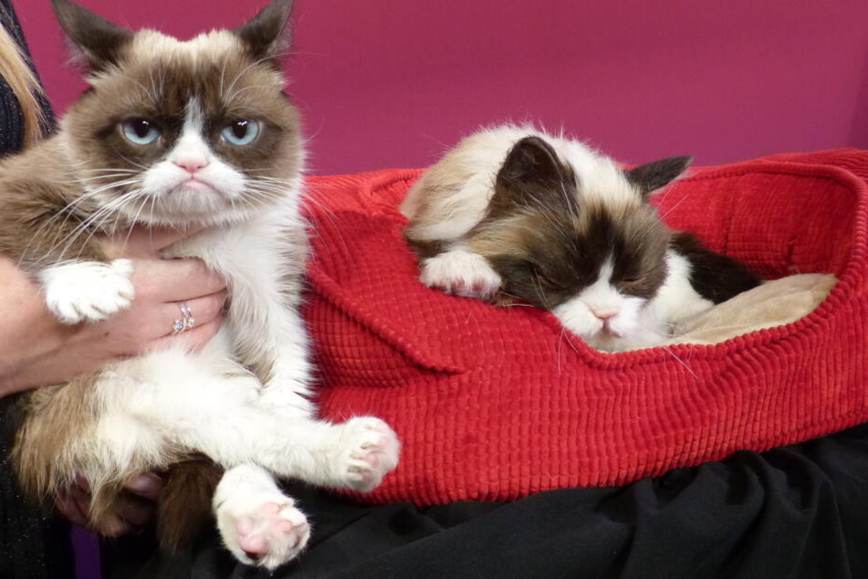 2015 erhielt "Grumpy Cat" sogar eine Nachbildung aus Wachs.
