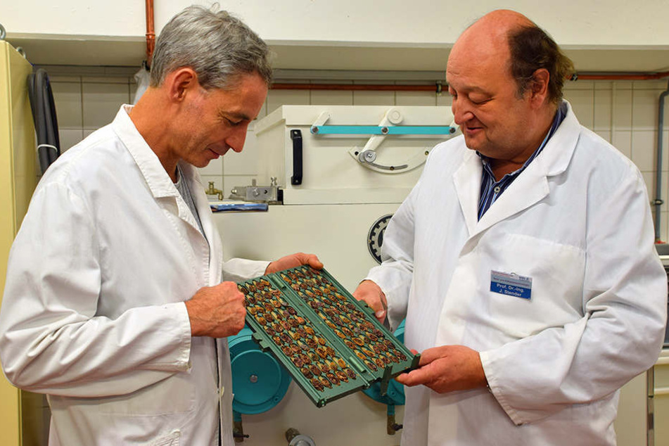 Professor Jörg Stender (rechts) und Industriemeister Axel Piepke von der Hochschule OWL prüfen den Fermentationsgrad von Kakaobohnen.