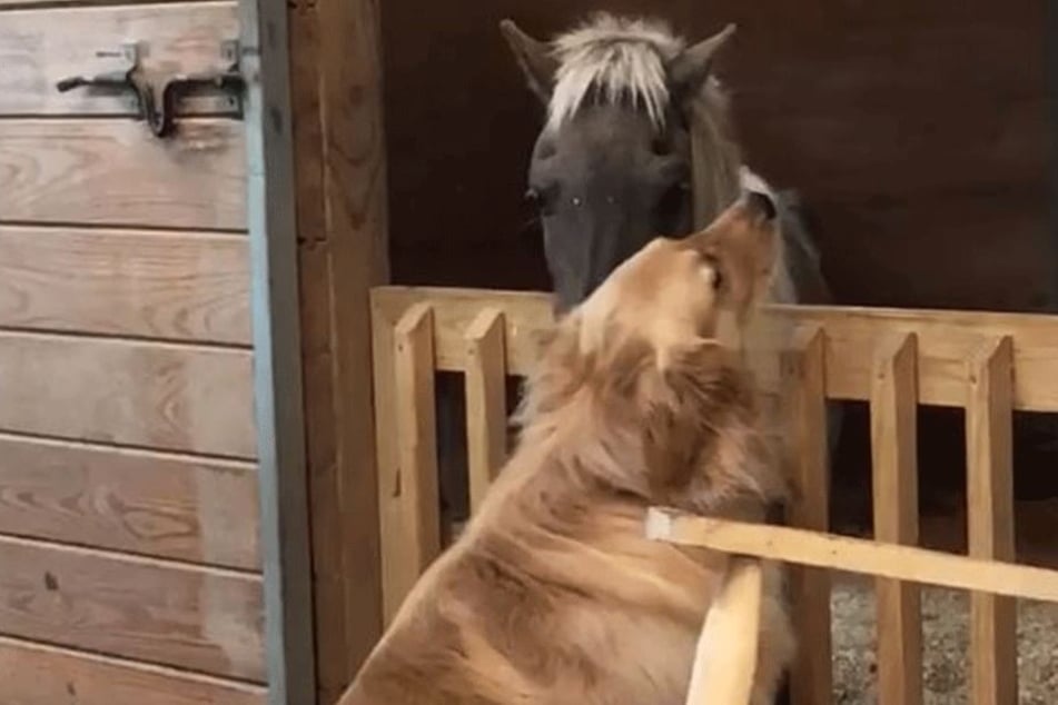 Dieses Video berührt Hunderttausende.