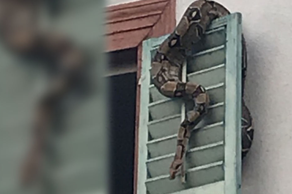 Ein Passant entdeckte die Python in Bamberg und alarmierte die Polizei.
