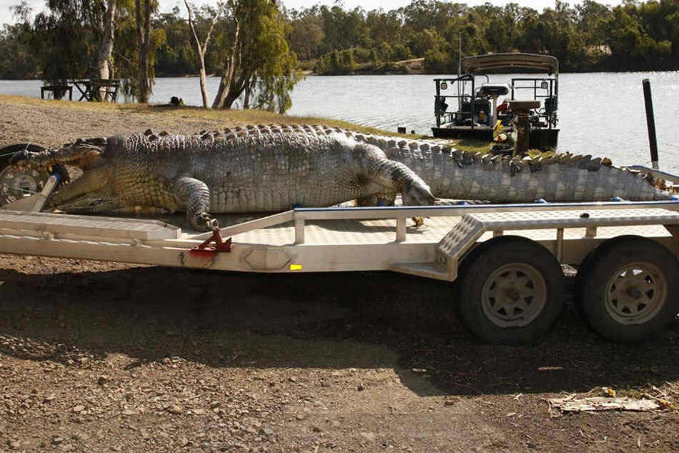 Das 5,2 Meter lange Reptil wurde erschossen aufgefunden.