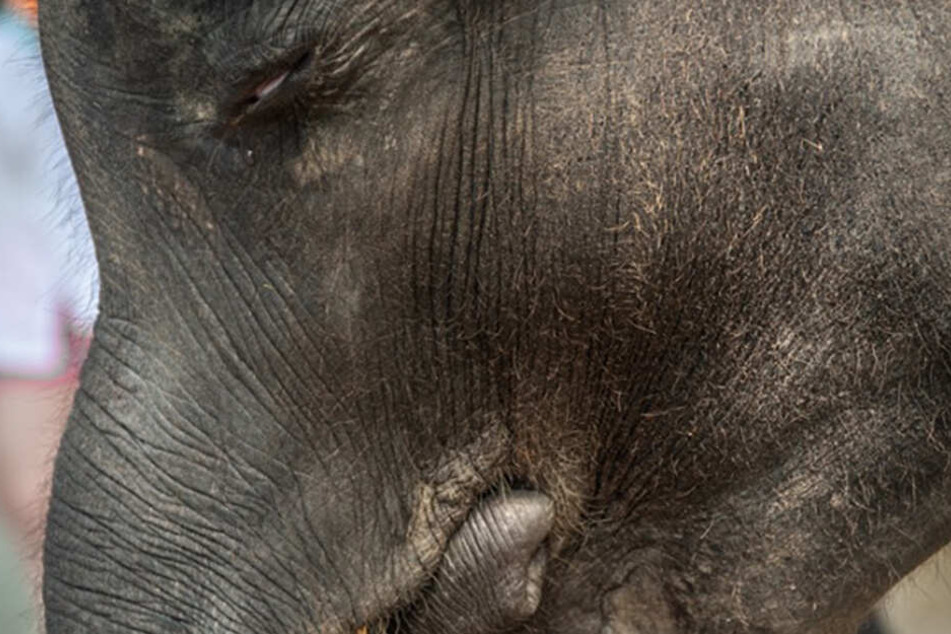 Dumbo überlebte nicht.