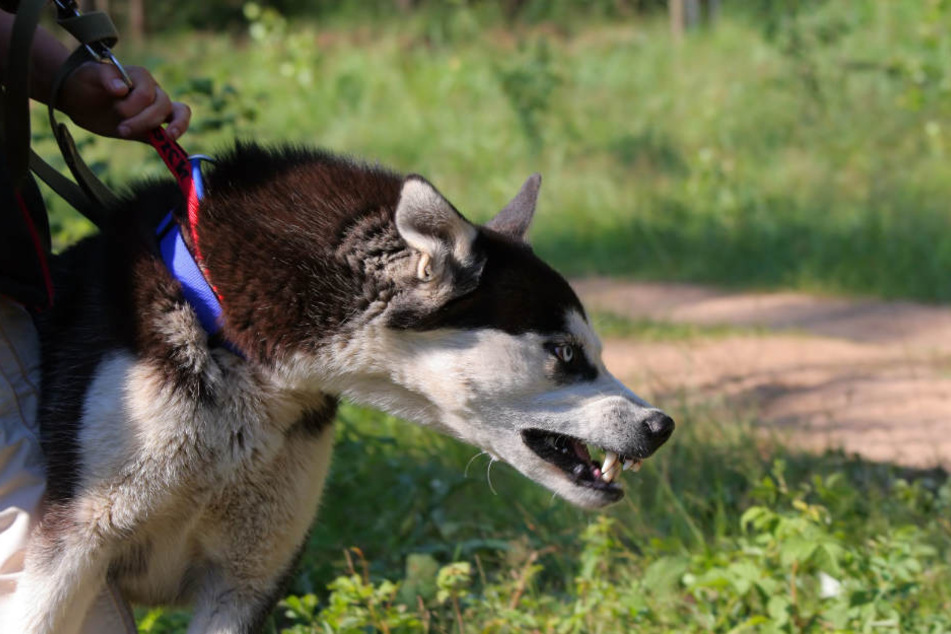 Der Hund löste eine Panik in dem Ziegenstall aus. (Symbolbild)