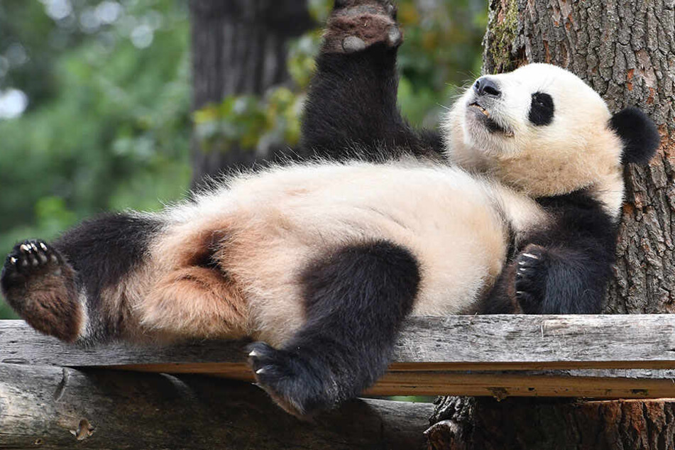 Meng Meng konnte sich den Titel als beliebtester Panda der Welt außerhalb von China sichern.