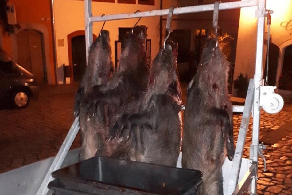 Vier Wildschweine erlegten die Jäger nach ihrem spektakulären "Auftritt" im Zentrum von Meißen.