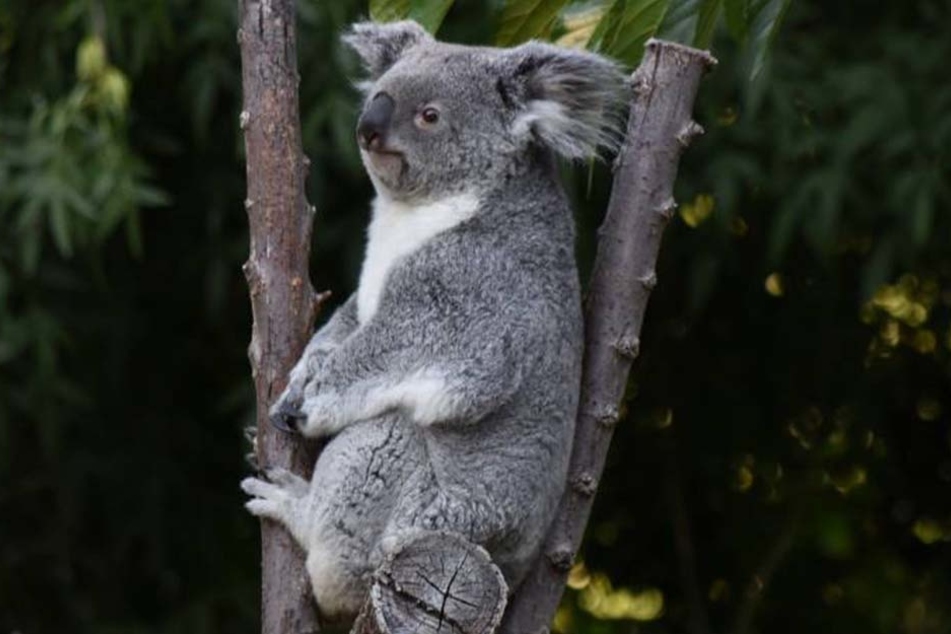 So sieht ein (halbwegs) glücklicher Koala aus. Wenigstens ist dieser hier trocken geblieben.