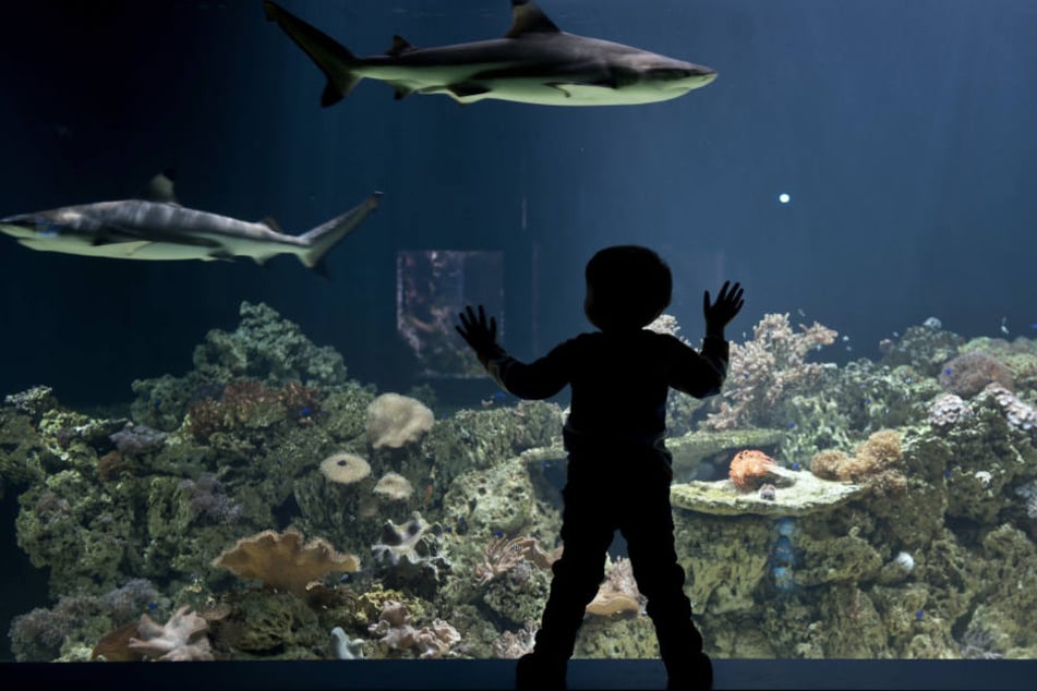 Der Plan des Hai-Aquariums in Pfungstadt hat viele Gegner.