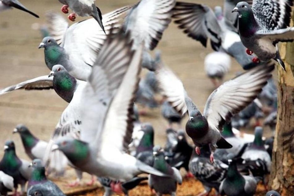 200 Tauben verbrannten in ihrem Taubenschlag. (Symbolbild)