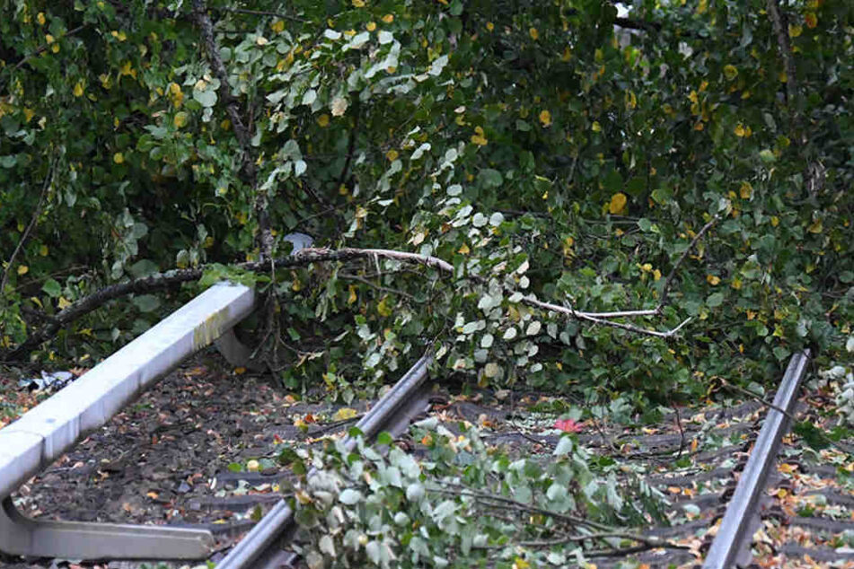 Durch den Sturm "Herwart" drohen weiterhin Bäume auf Gleise zu fallen. (Symbolbild)