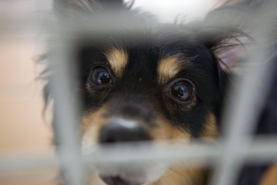 In vielen Tierheimen werden über Weihnachten keine Tiere vermittelt.