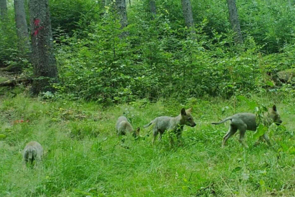 Diese vier Welpen gehören zum neuen Elstra-Rudel.