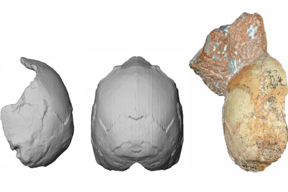 Der Apidima 1-Teilschädel (rechts im Bild) und seine Rekonstruktion von hinten (Mitte) und von der Seite (links). Die abgerundete Form des Apidima 1-Schädels ist ein einzigartiges Merkmal des modernen Menschen und steht in scharfem Kontrast zu den Neander