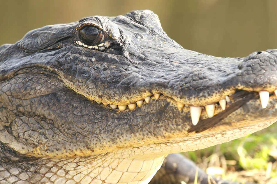 Das Reptil kannte keine Gnade mit einer 47 Jahre alten Frau, die mit ihren Hunden spazieren ging.