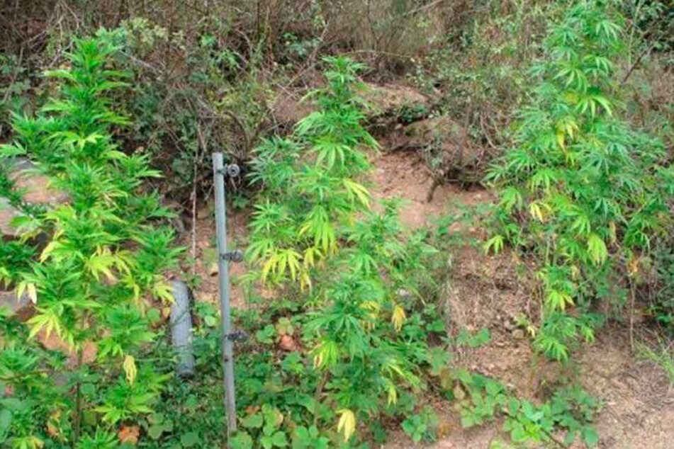 Am Weinberg gediehen die zwölf Cannabis-Pflanzen prächtig